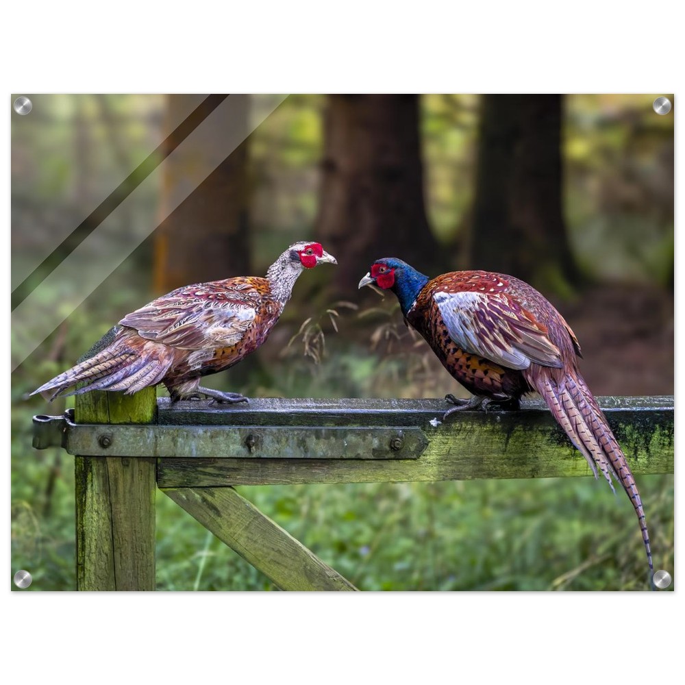 A Brace of Pheasants - Acrylic Fine Art Print - Image 15