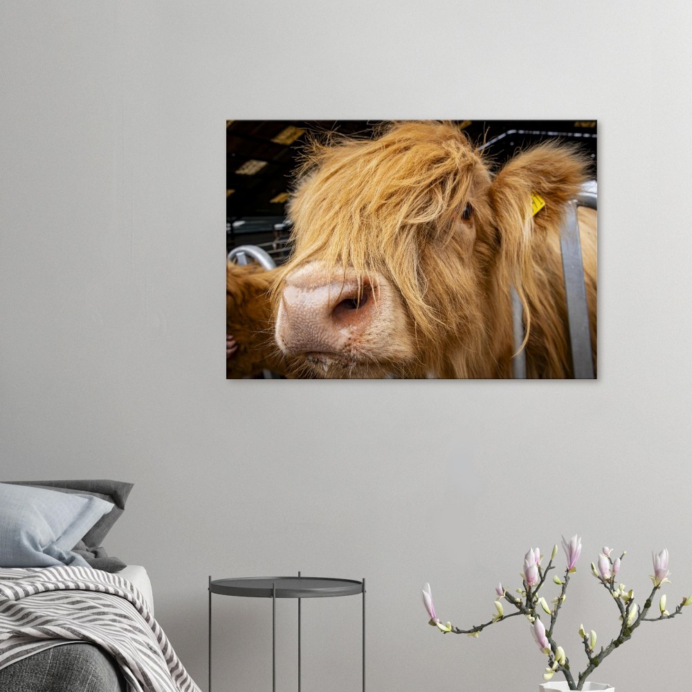 Highland Cow Close - Fine art Canvas print - Image 3