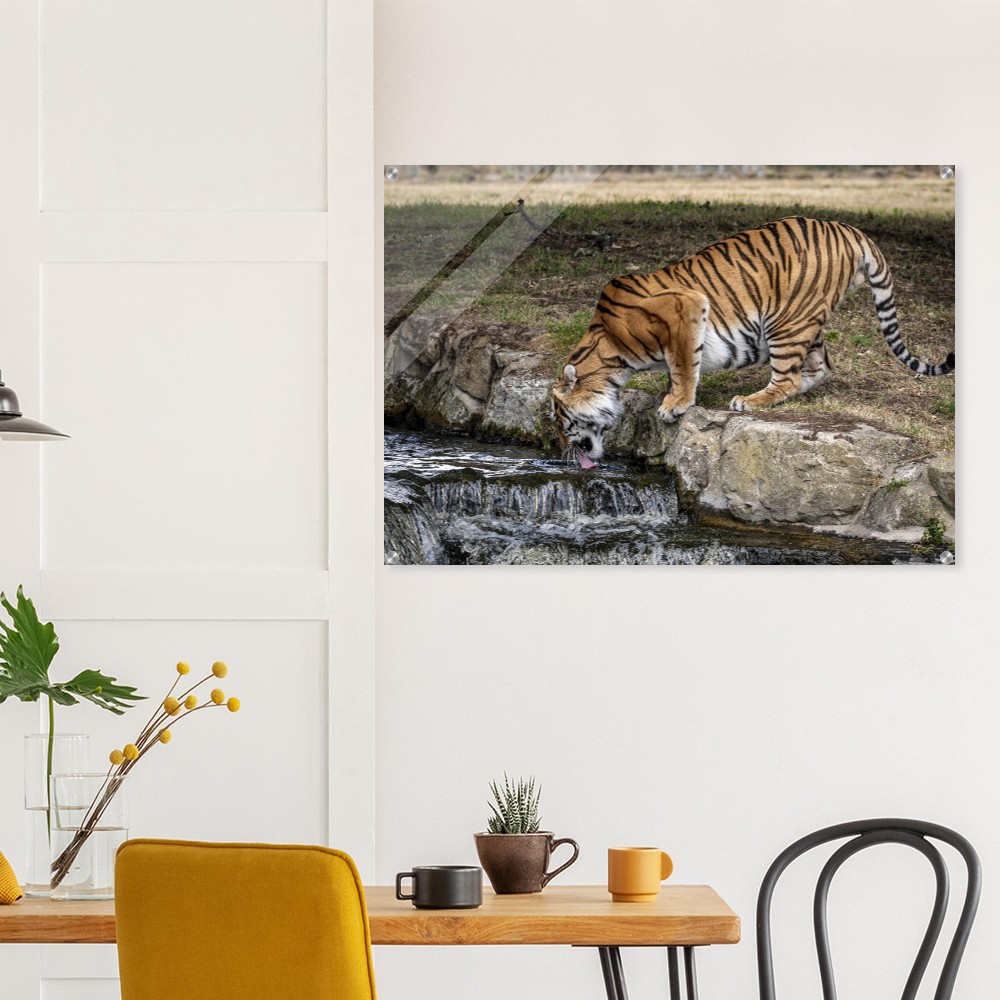 Amur Tiger Drinking - Acrylic fine art print - Image 2