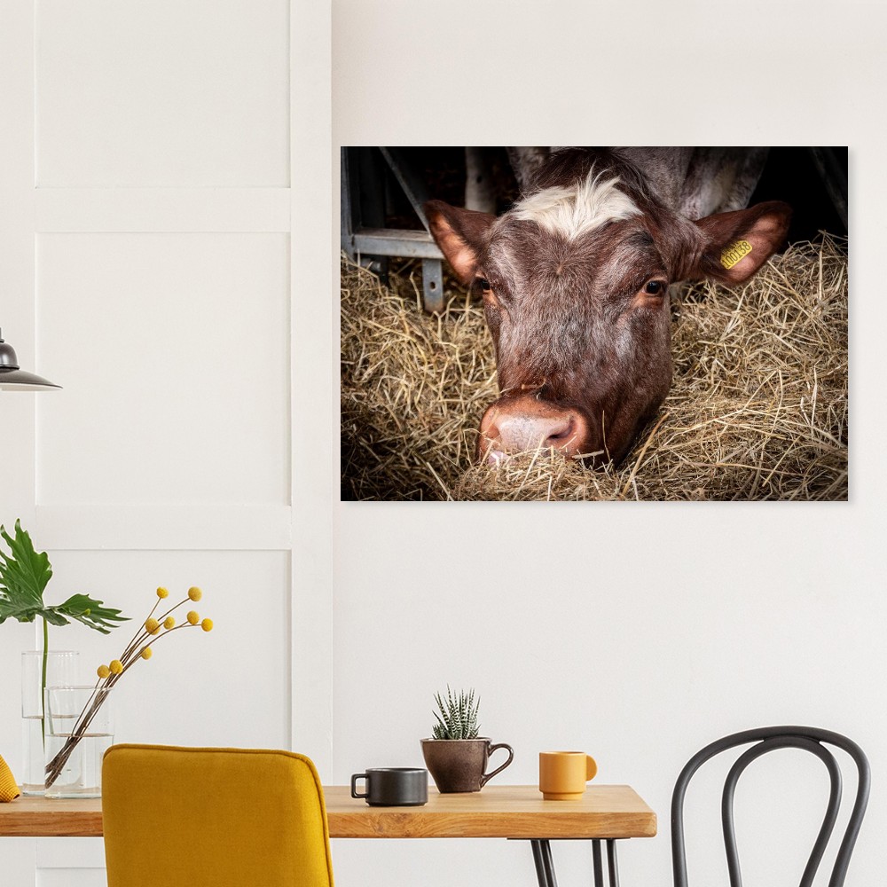 Hungy Cow - Aluminum Fine Art Print - Image 2