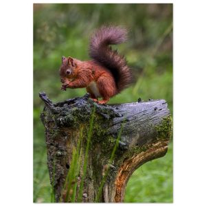 Red Squirrel - Aluminum Print