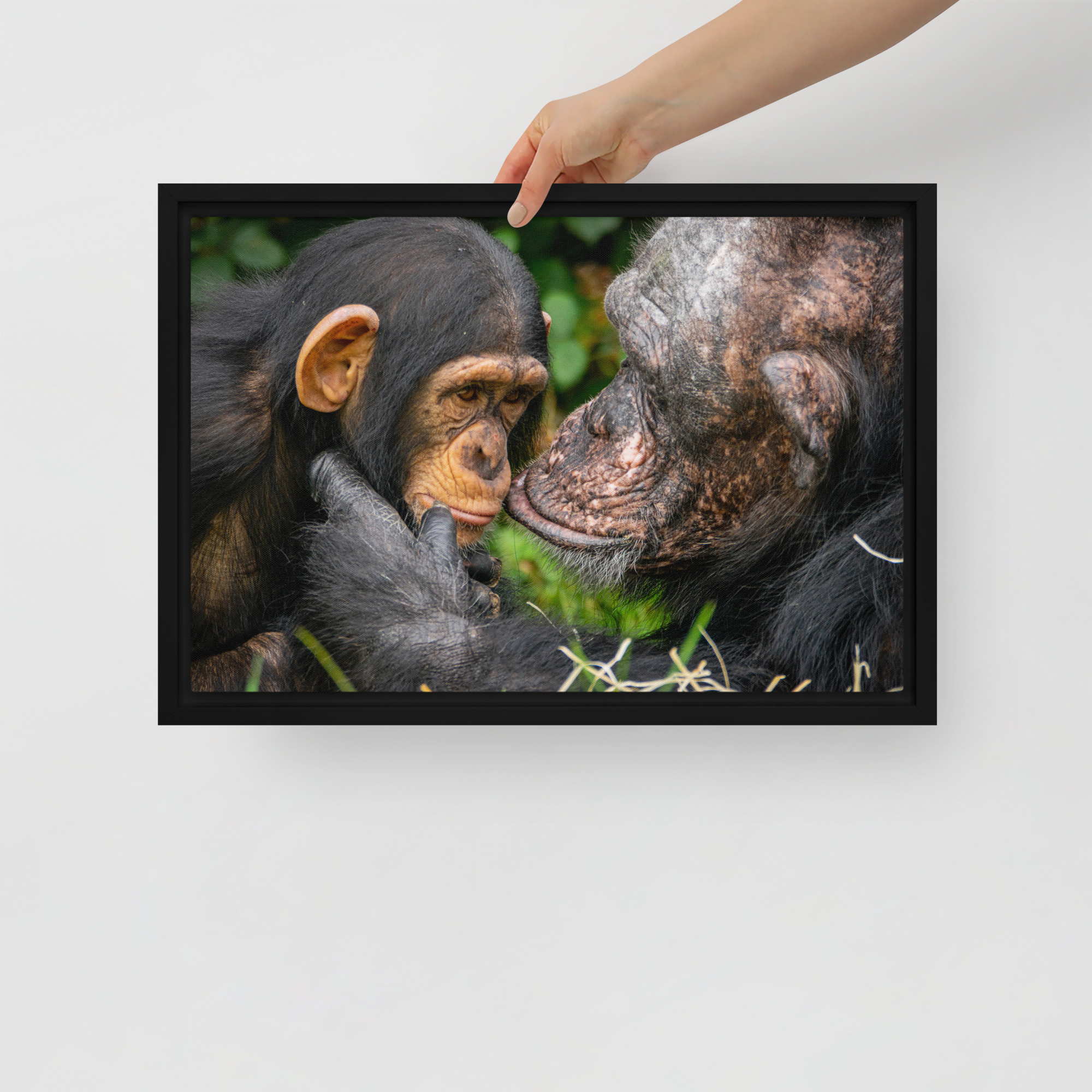 A tender Chimpanzee moment - Framed canvas fine art print - Image 2