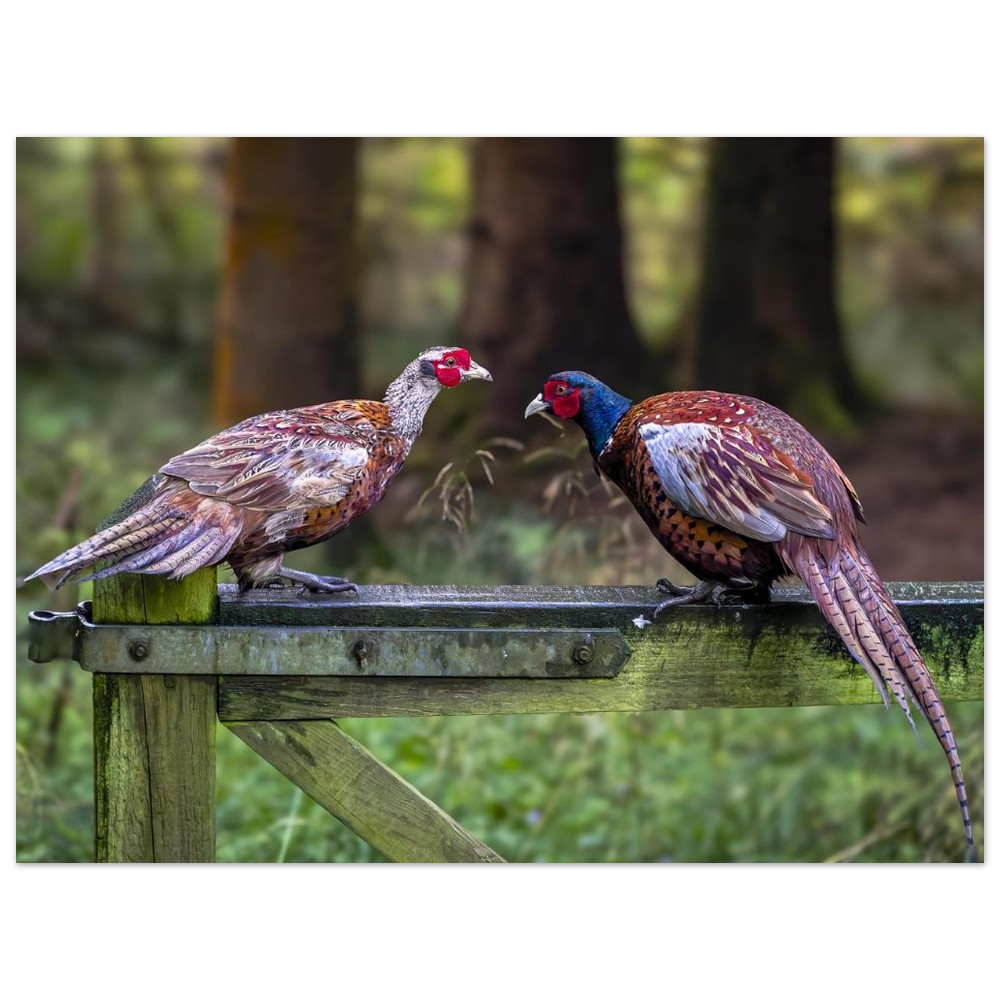Brace Of Pheasants - Fine Art Print - Image 8