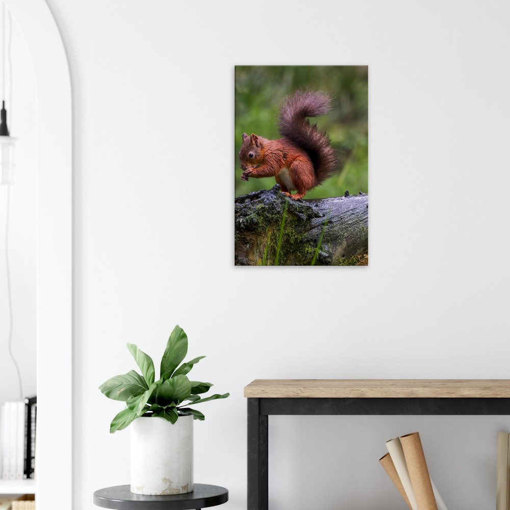 Red Squirrel - Canvas Print - Image 5