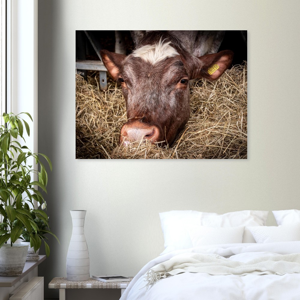 Hungry Cow - Fine Art Print - Image 6