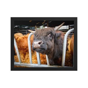 Black Highland Cow - Framed fine art print