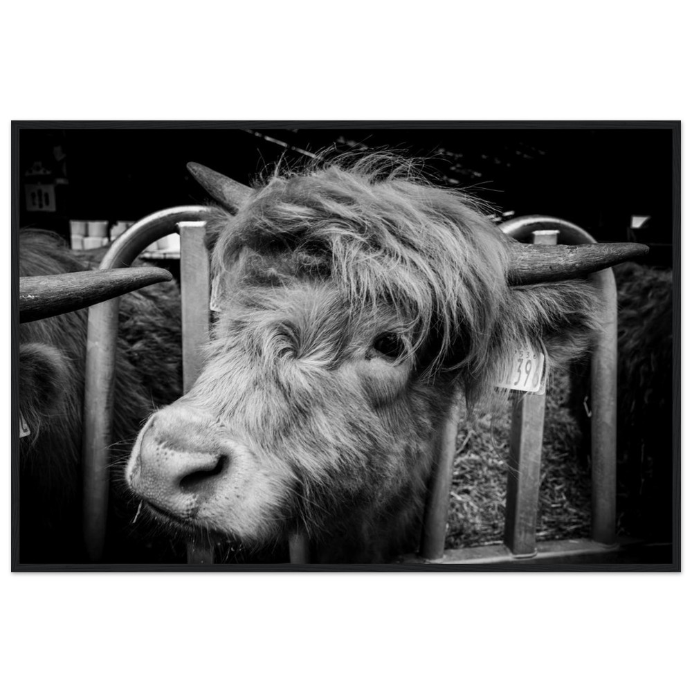 Highland Cow B&W - Wooden Framed Print - Image 8