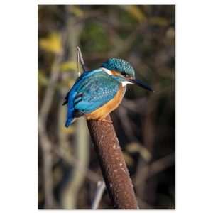 Kingfisher on a Bullrush - Aluminum fine art  print