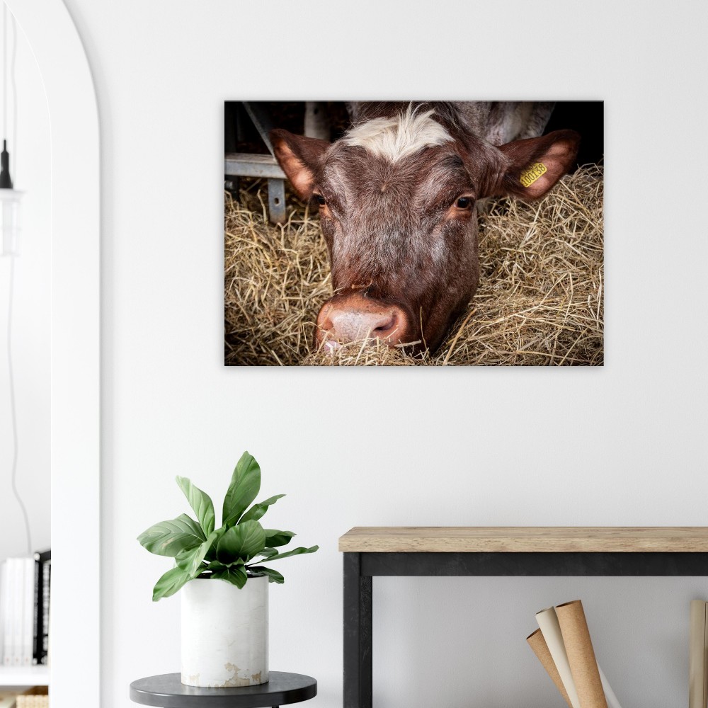 Hungry Cow - Fine art Canvas print - Image 2