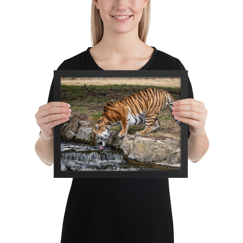 Amur Tiger drinking - Framed fine art print - Image 2