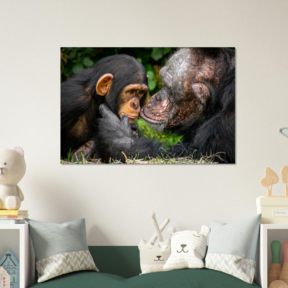 A tender Chimpanzee moment - Aluminum fine art print - Image 5