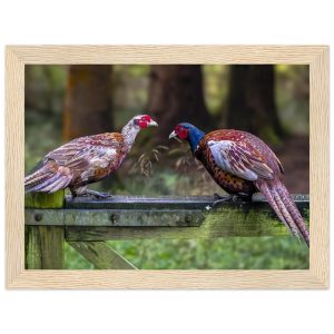 Brace of Pheasants -  Wooden Framed Print