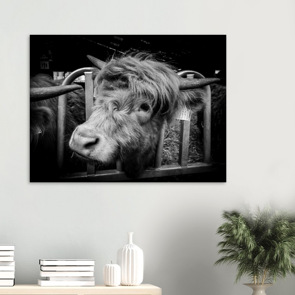 Highland Cow B&W - Fine Art Print - Image 4