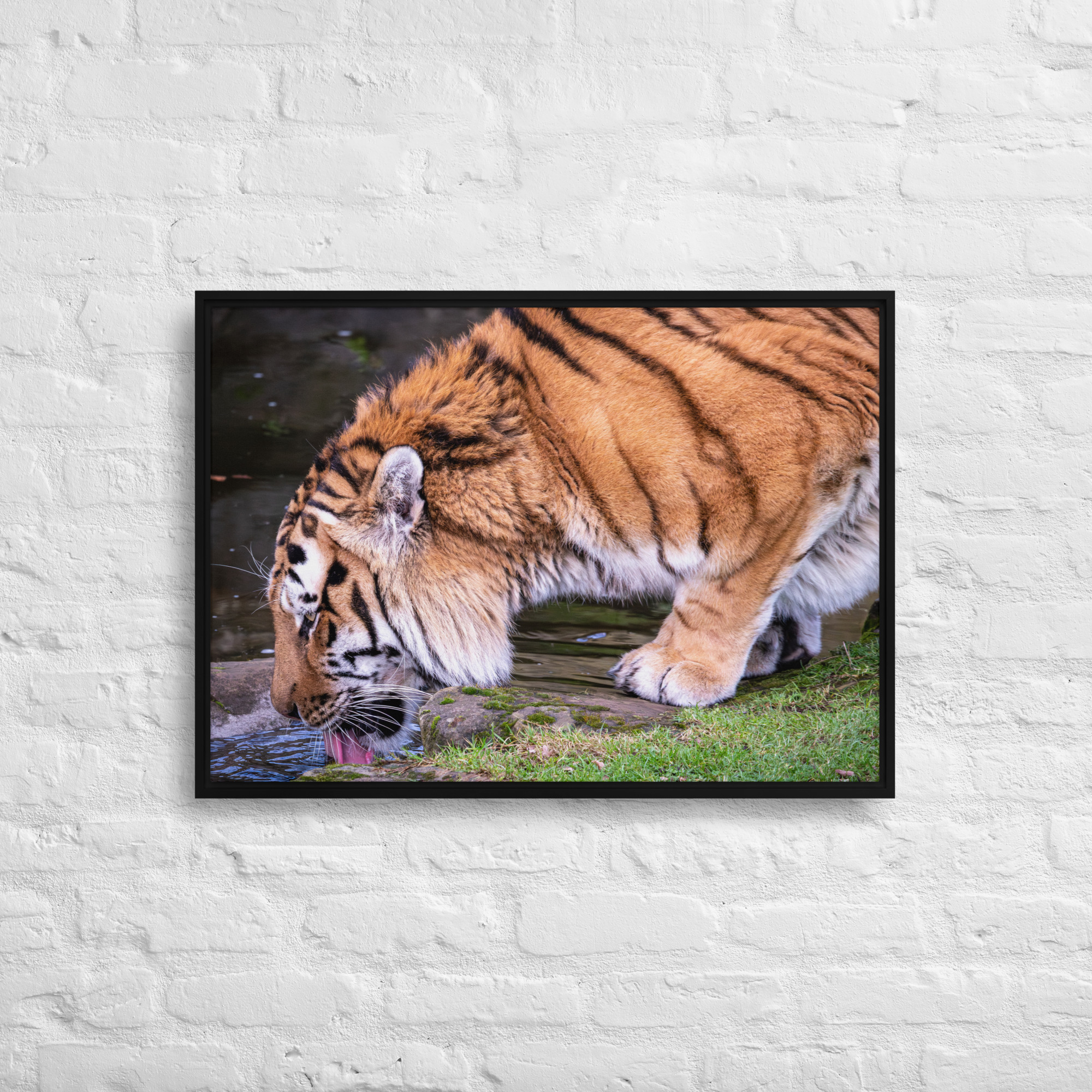 Male Amur Tiger - Framed canvas fine art print - Image 6