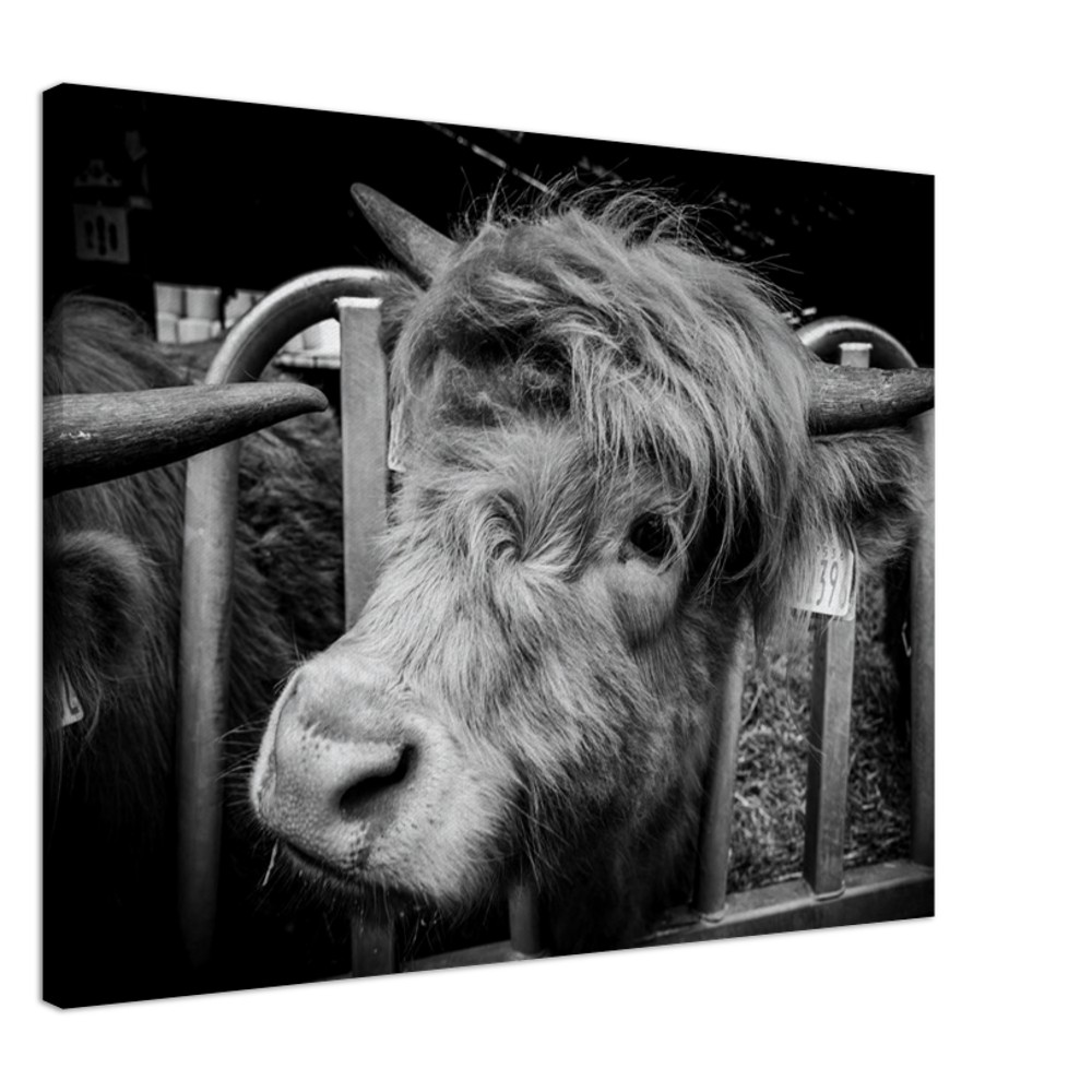 Highland Cow B&W - Fine art Canvas print - Image 10