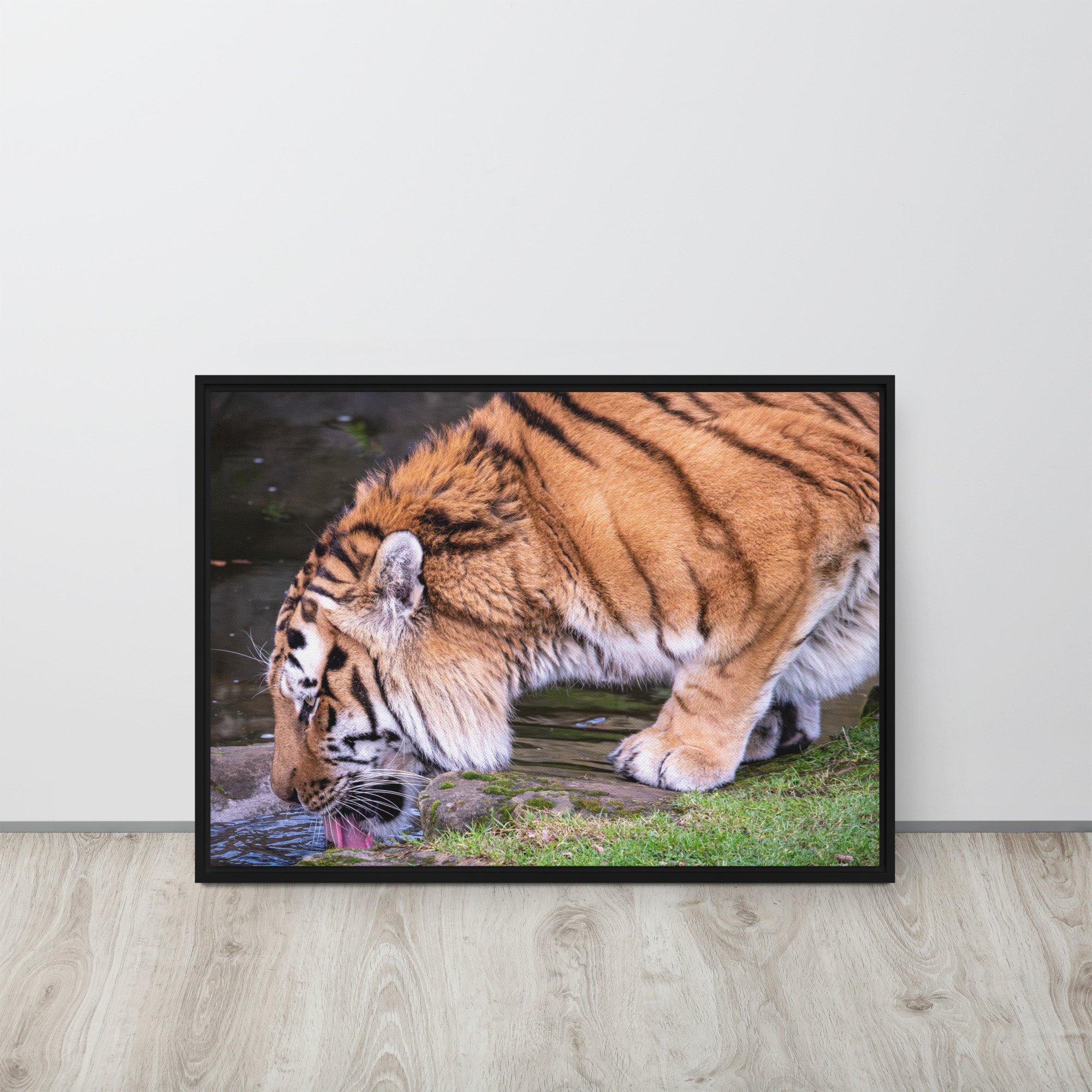 Male Amur Tiger - Framed canvas fine art print - Image 5