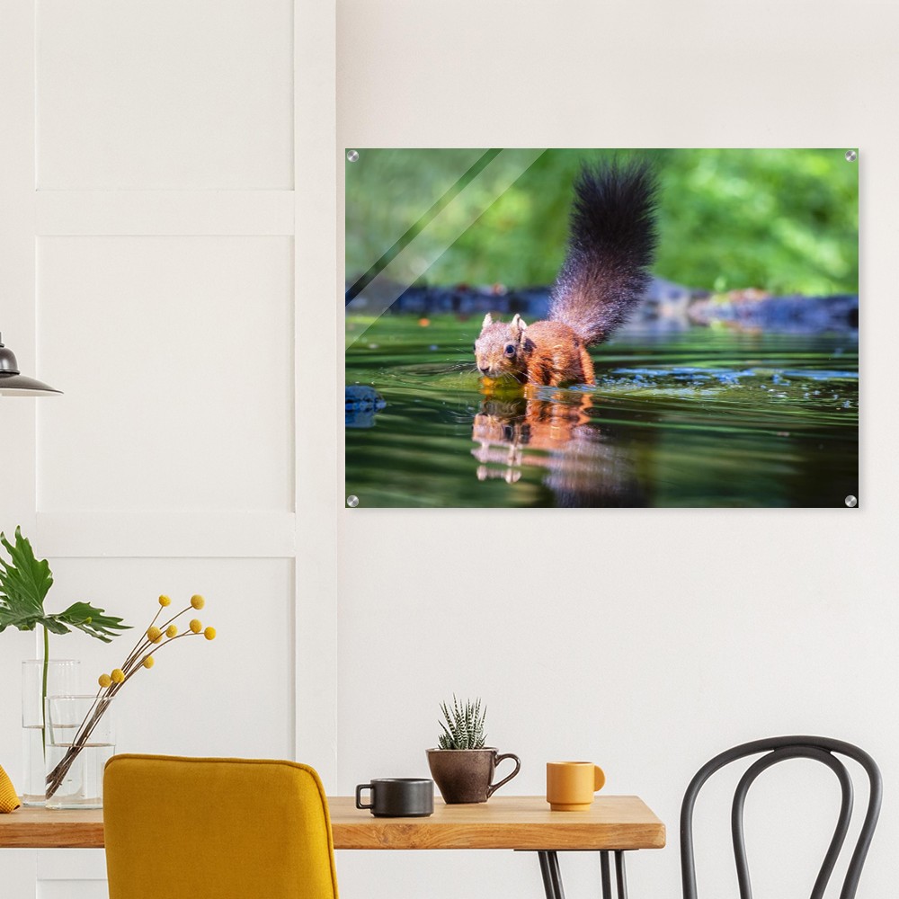 Red squirrel sun lit in water- Acrylic fine art print - Image 7
