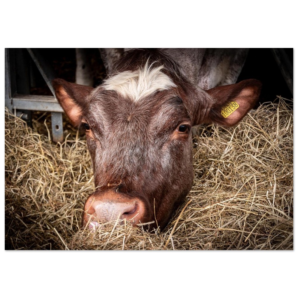 Hungy Cow - Aluminum Fine Art Print
