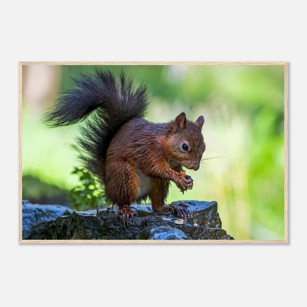 Red Squirrel With An Acorn - Fine art Wooden Framed Poster - Image 5