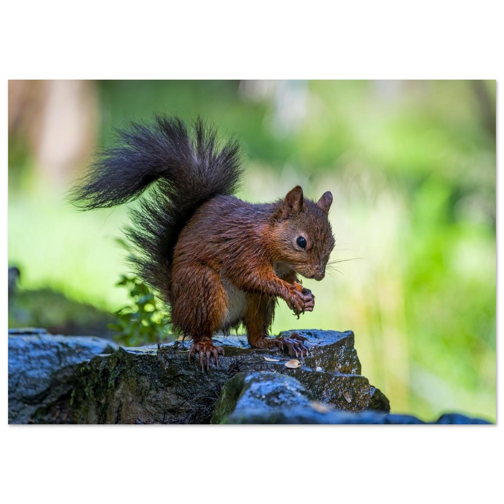 Squirrel With An Acorn - Fine Art Print - Image 18
