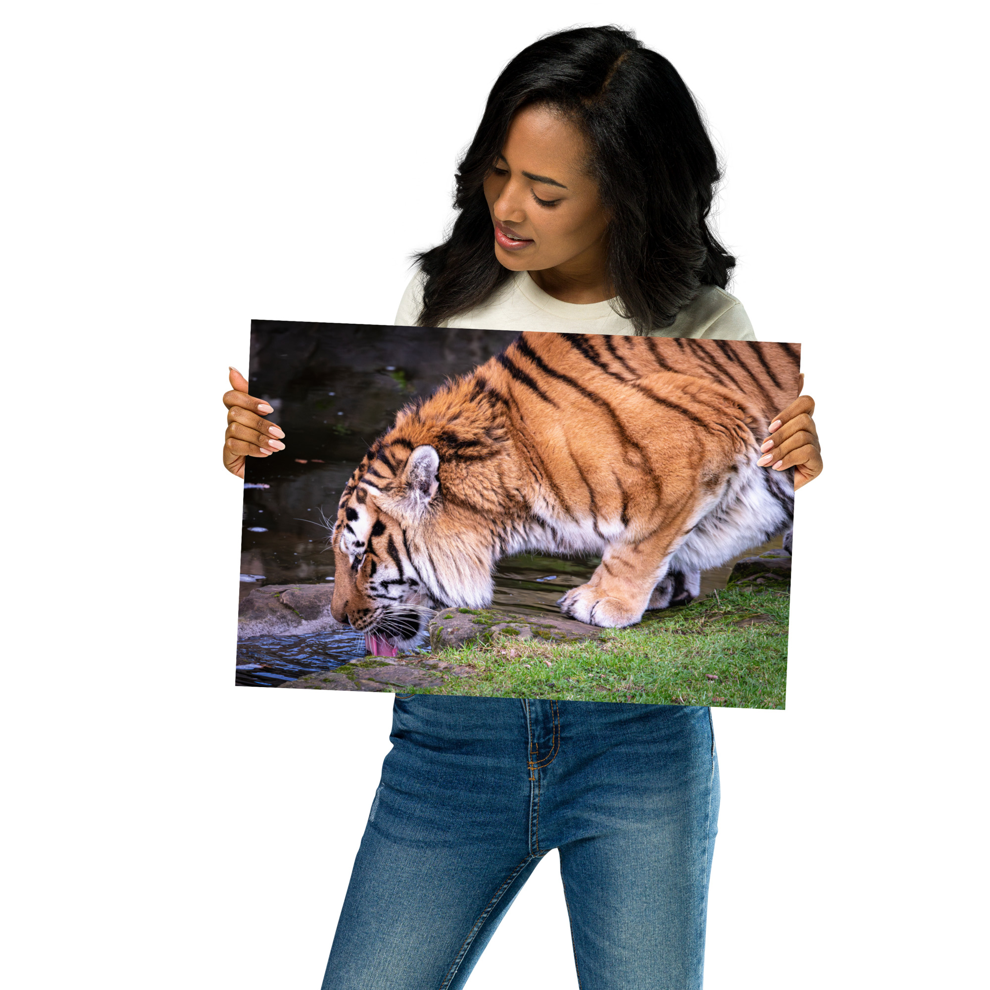 Male Amur Tiger - Fine art print - Image 2