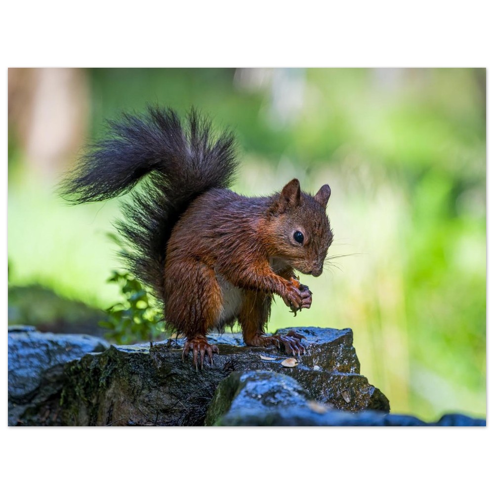 Squirrel With An Acorn - Fine Art Print - Image 25