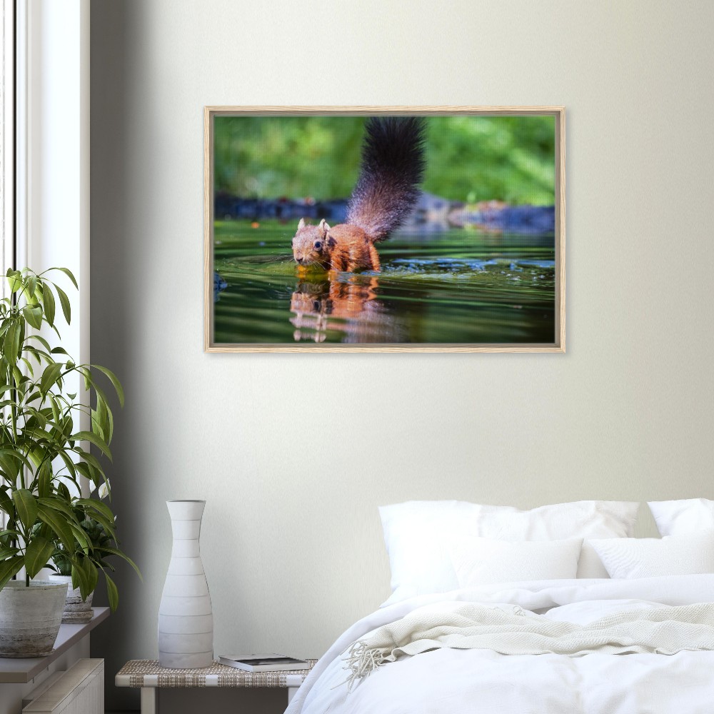 Red Squirrel sun lit in water - Fine art Framed Canvas - Image 4