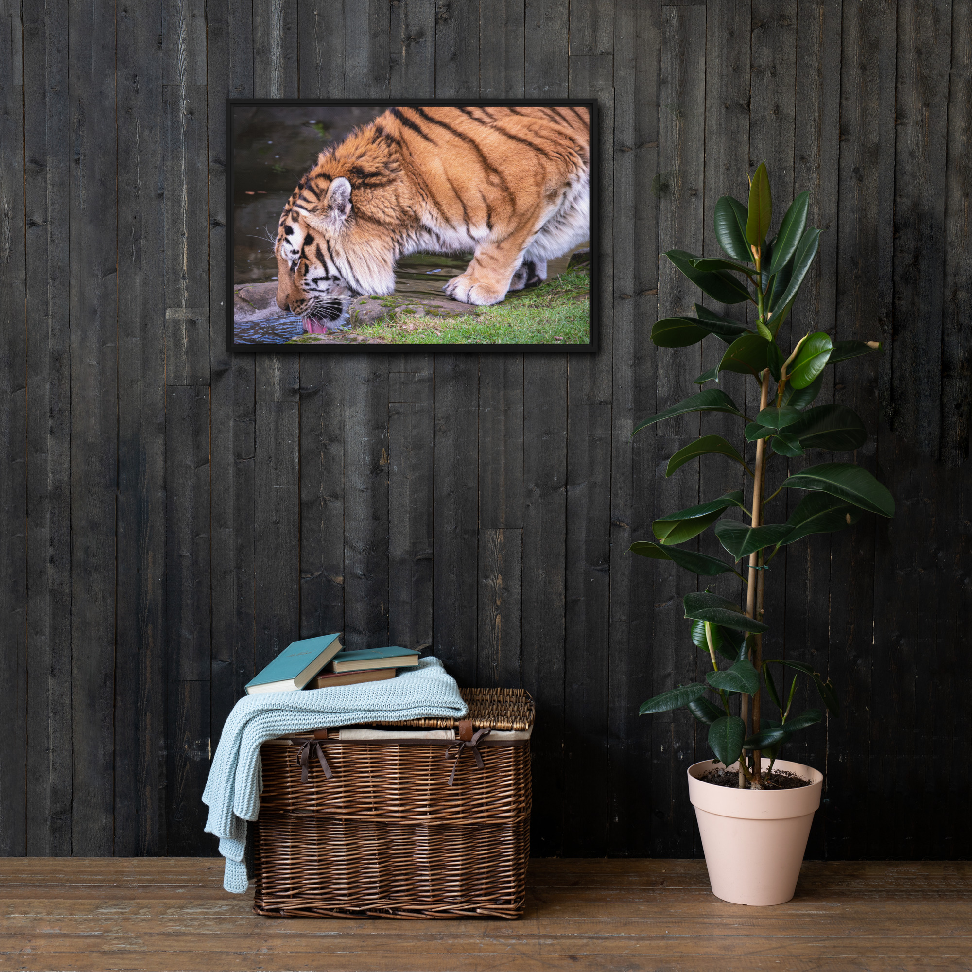 Male Amur Tiger - Framed canvas fine art print - Image 4