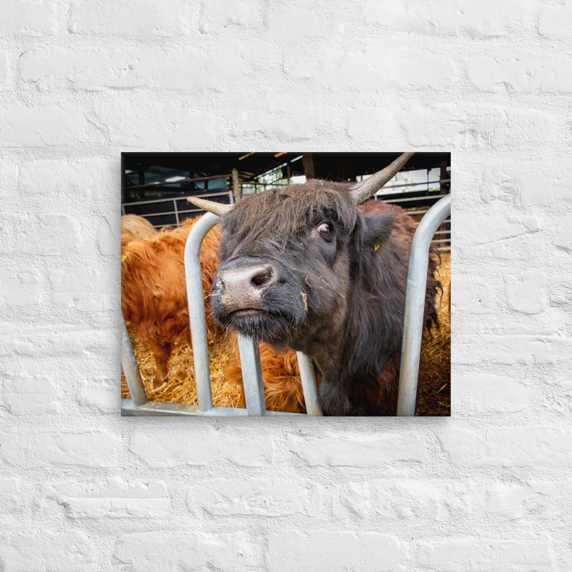 Black Highlan Cow - Thin canvas fine art print - Image 6