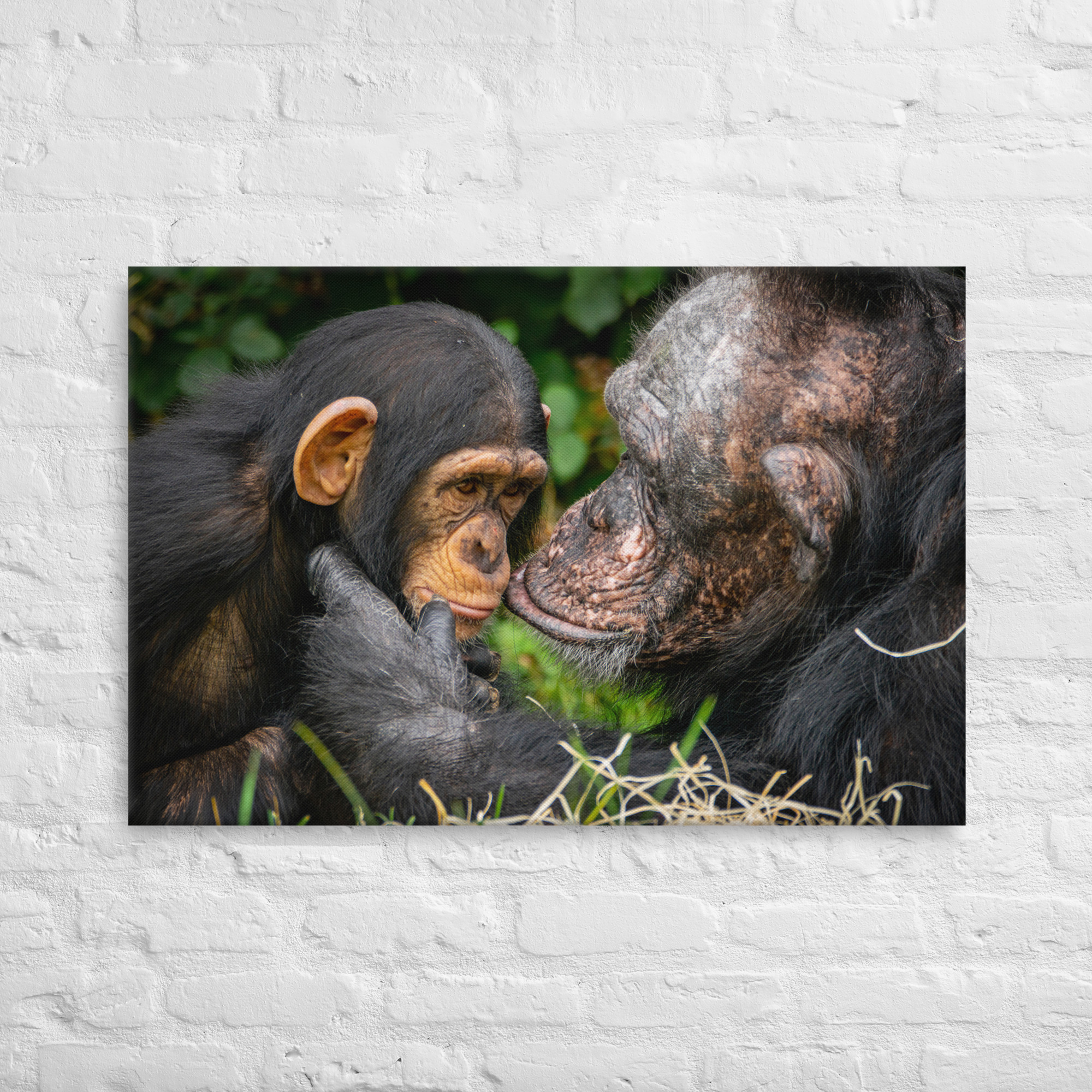 A tender Chimpanzee moment - Thin canvas fine art print - Image 3