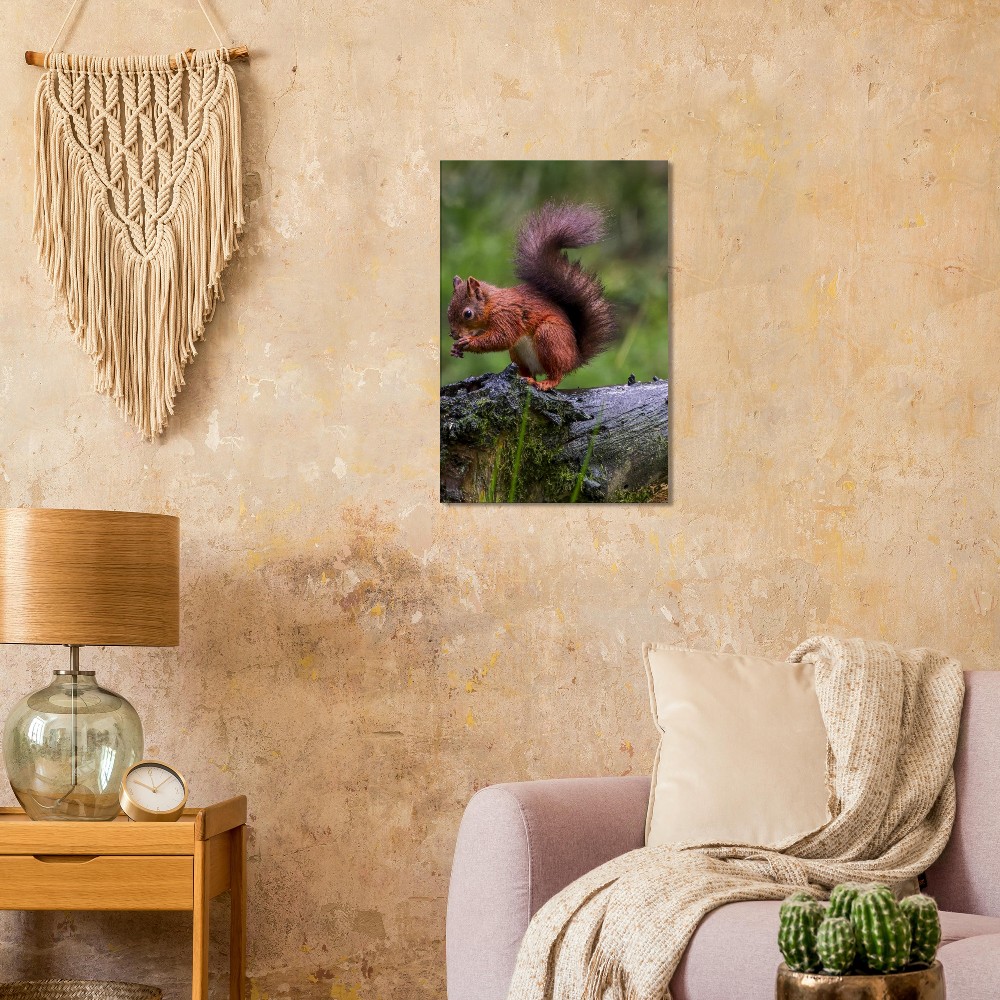 Red Squirrel - Canvas Print - Image 2