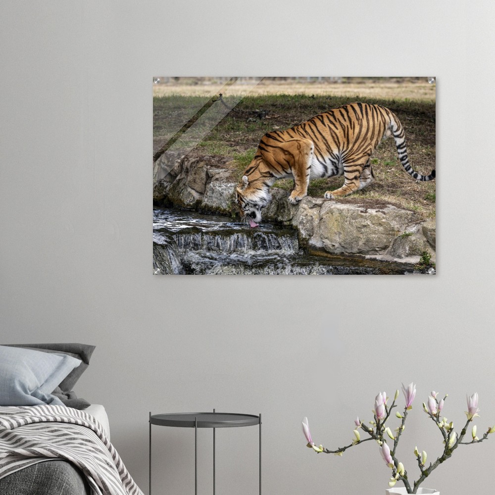 Amur Tiger Drinking - Acrylic fine art print - Image 6