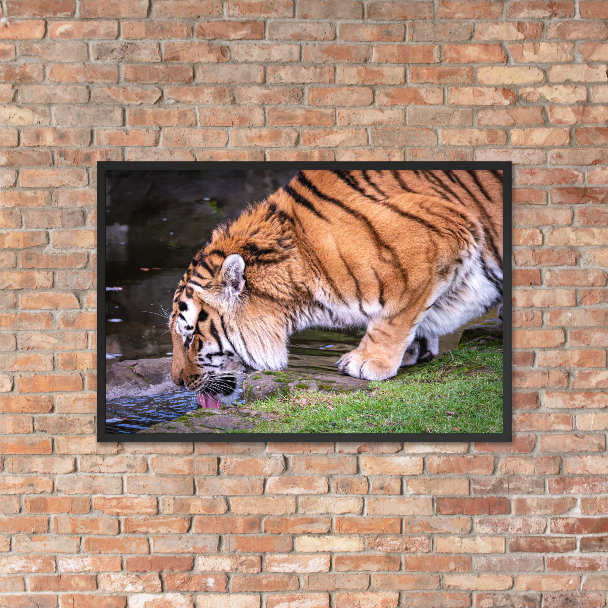 Male Amur Tiger - Framed fine art print - Image 3