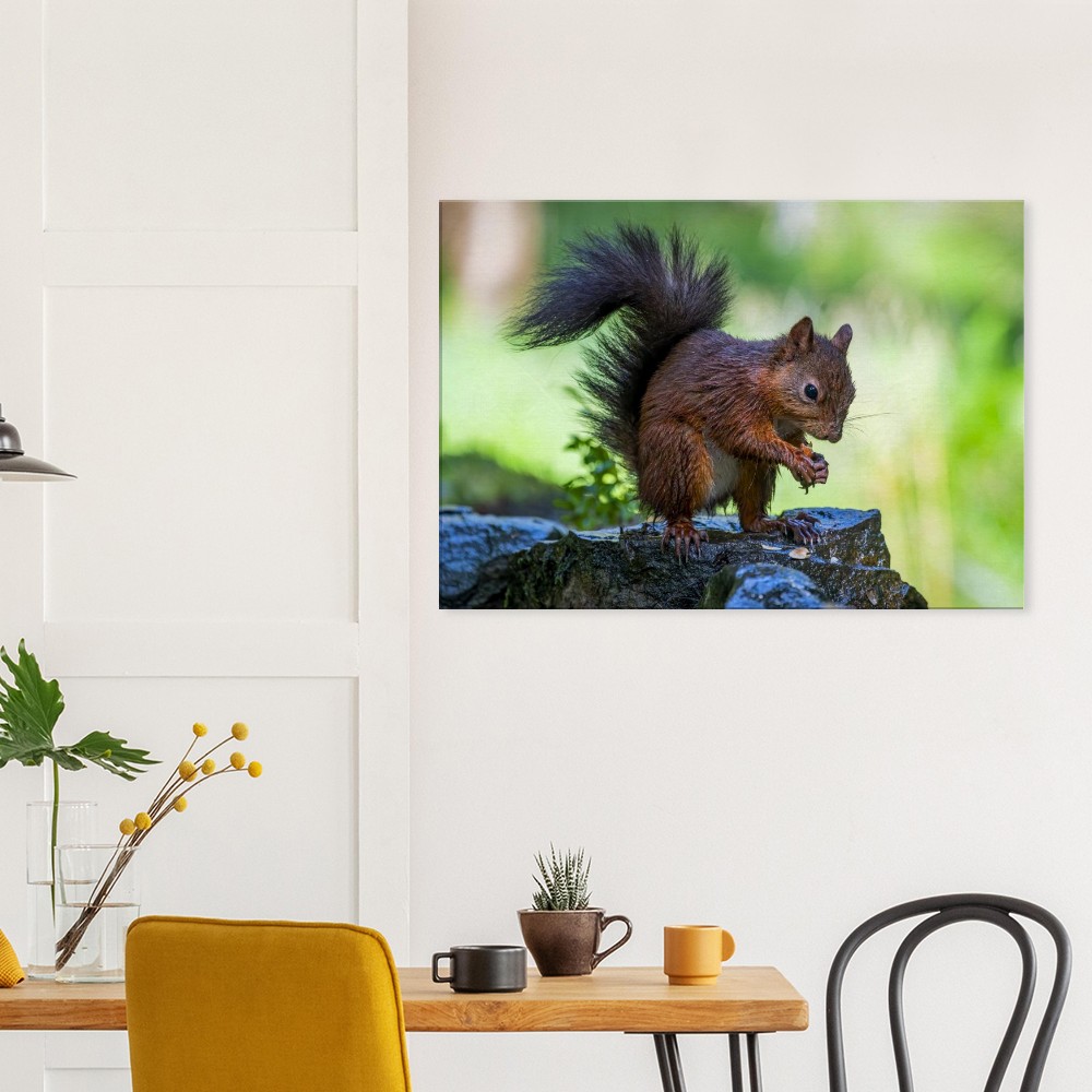 Red Squirrel With An Acorn - Fine art Canvas print - Image 6