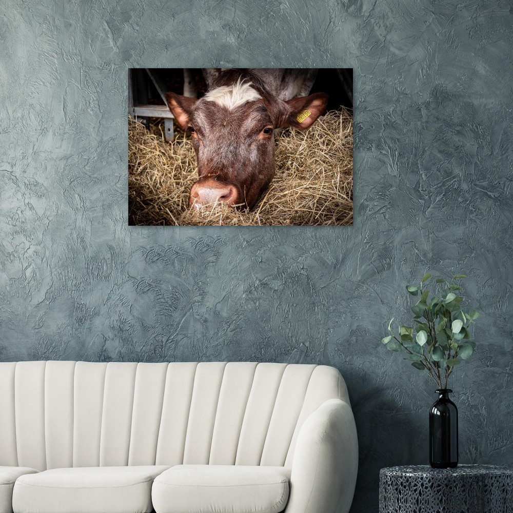 Hungy Cow - Aluminum Fine Art Print - Image 3