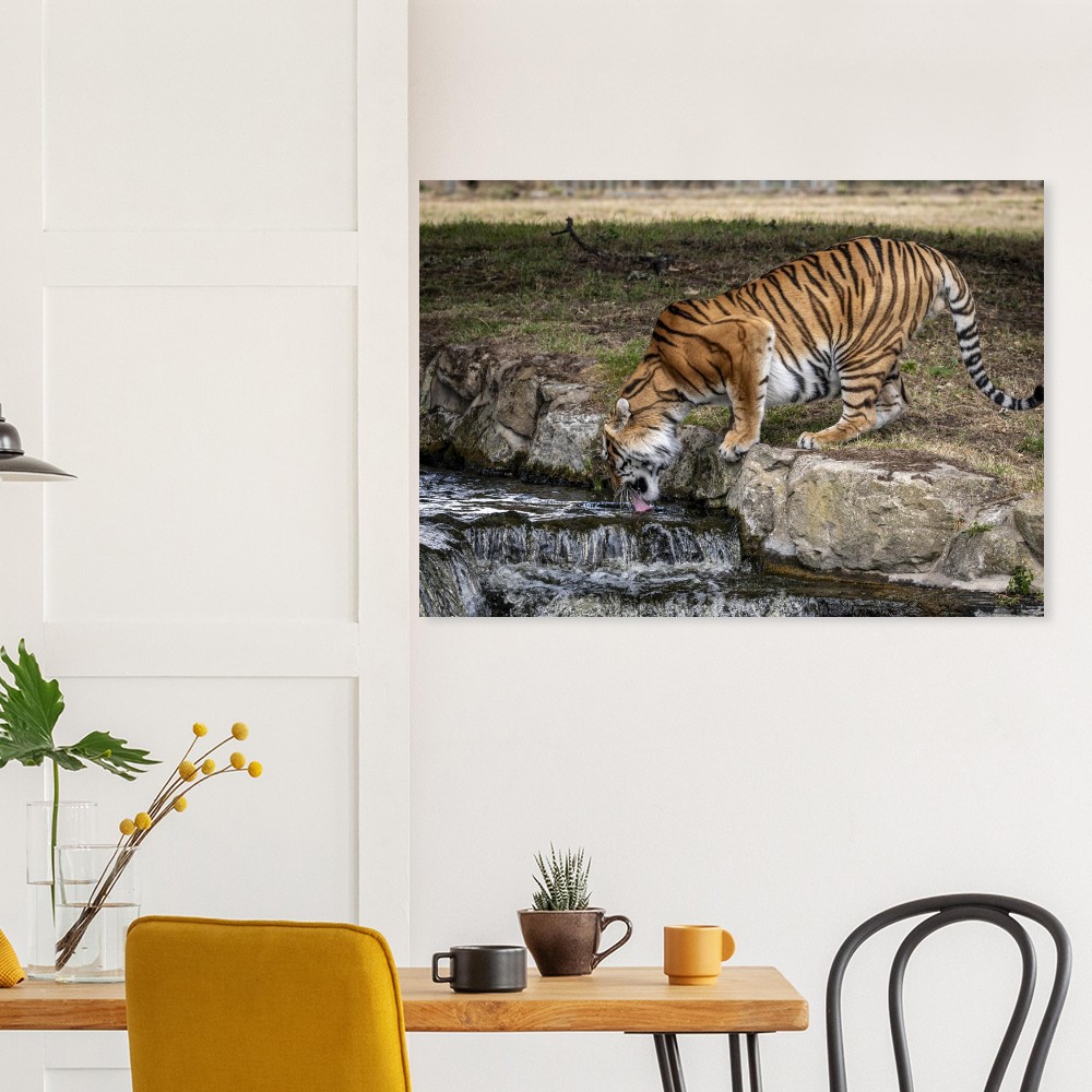 Amur Tiger - Aluminum fine art print - Image 5