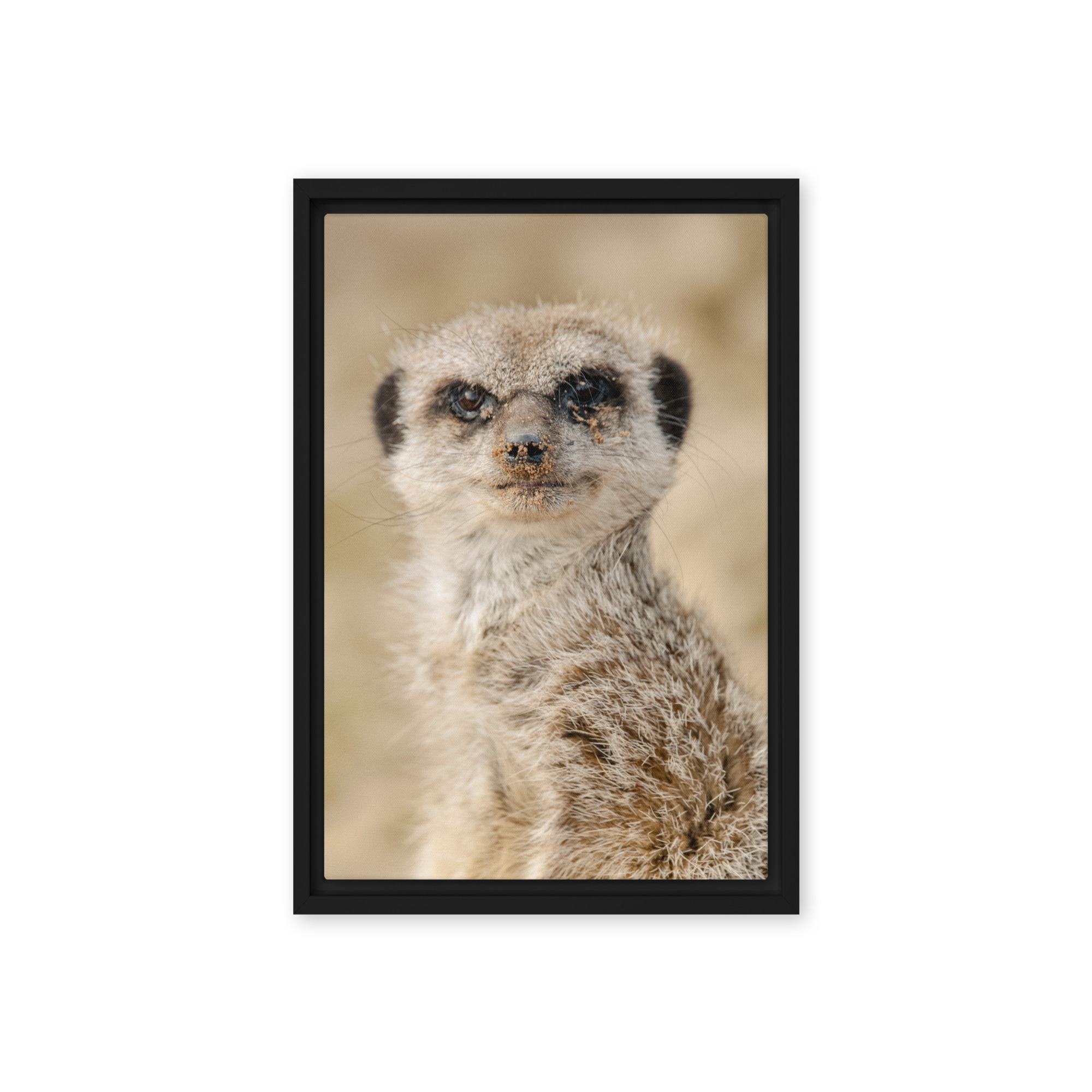 Dreamy Meercat - Framed fine art canvas