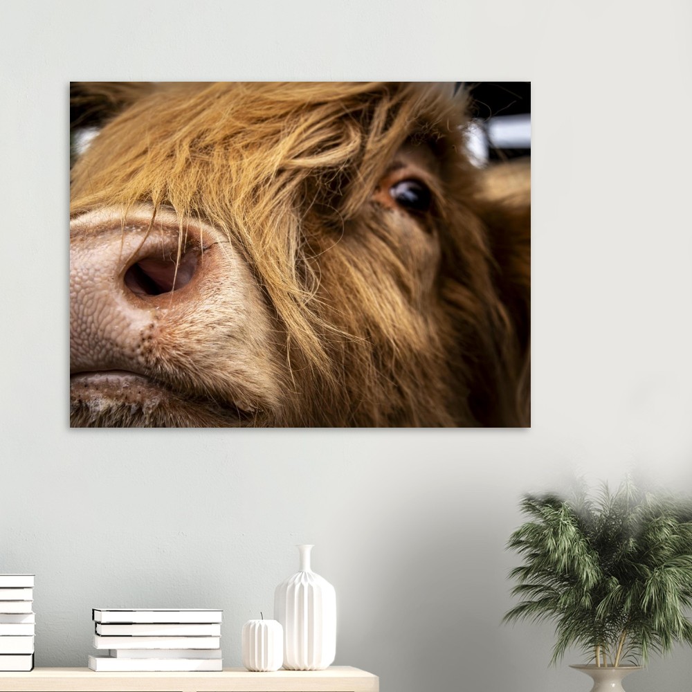 Highland Cow Nose - Fine Art Print - Image 5