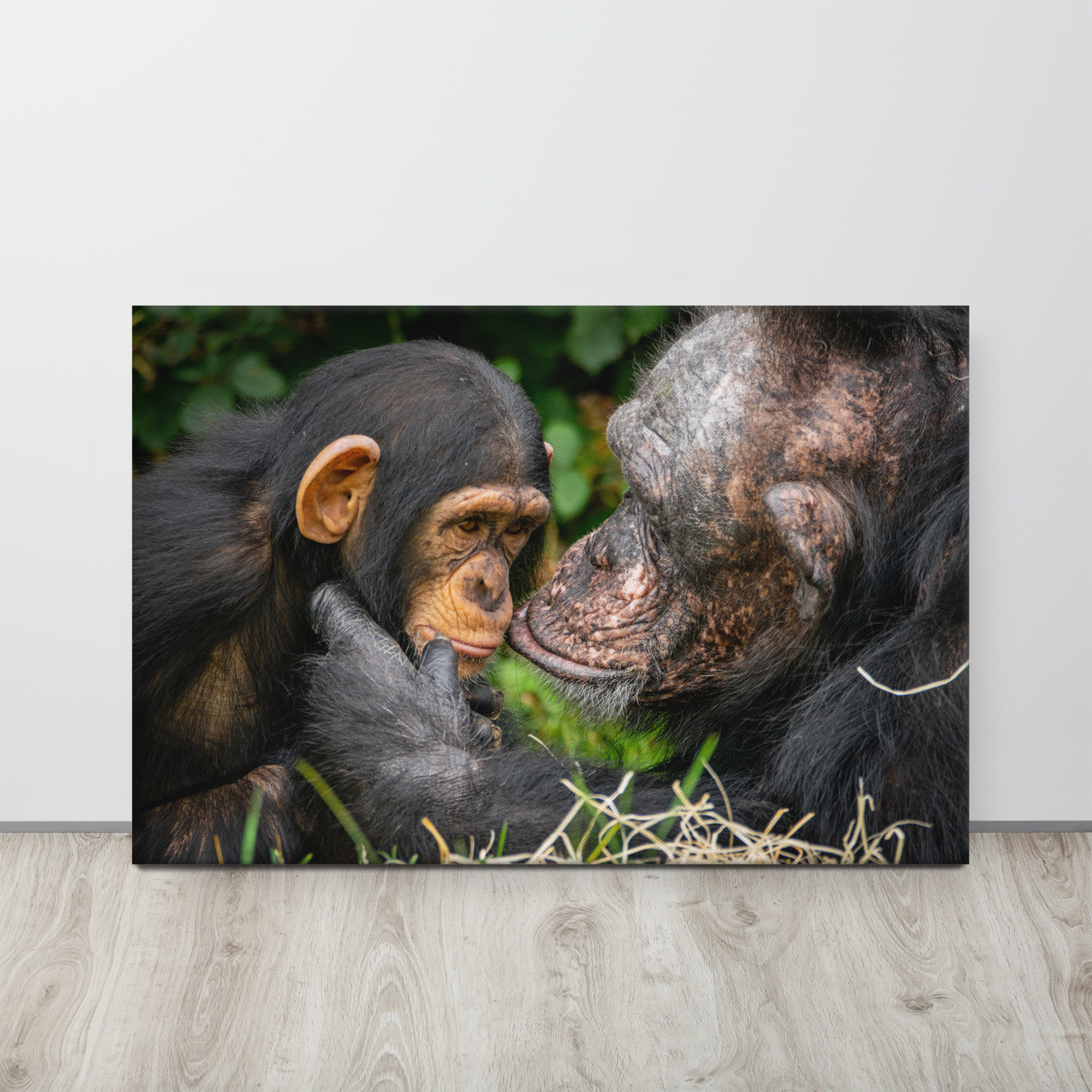 A tender Chimpanzee moment - Thin canvas fine art print - Image 2