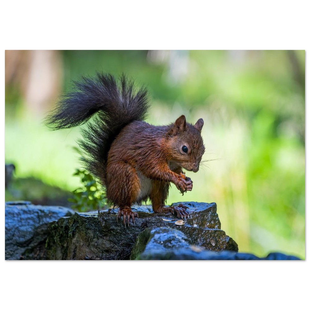 Squirrel With An Acorn - Aluminum Fine Art Print - Image 17