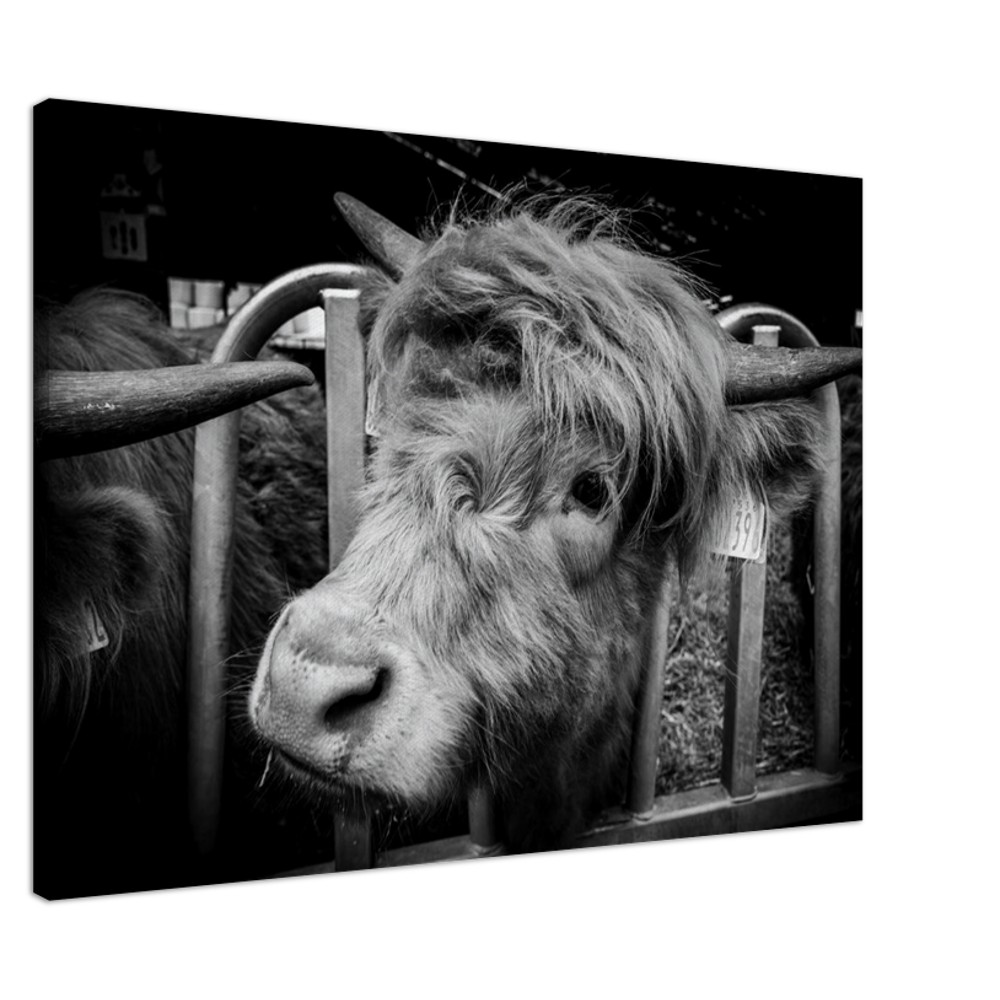 Highland Cow B&W - Fine art Canvas print - Image 12