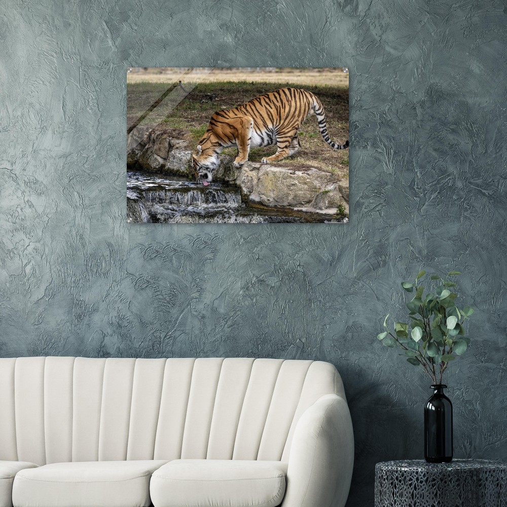 Amur Tiger Drinking - Acrylic fine art print - Image 5