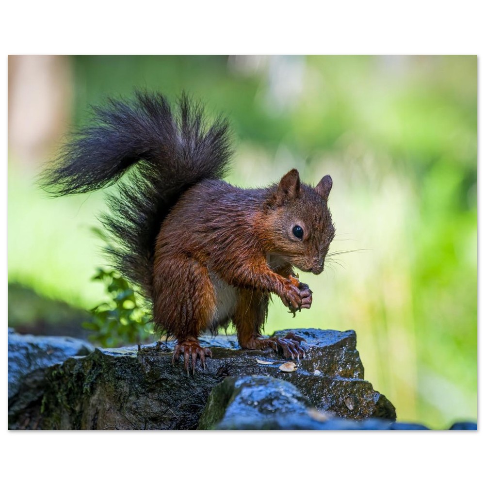 Squirrel With An Acorn - Fine Art Print - Image 9