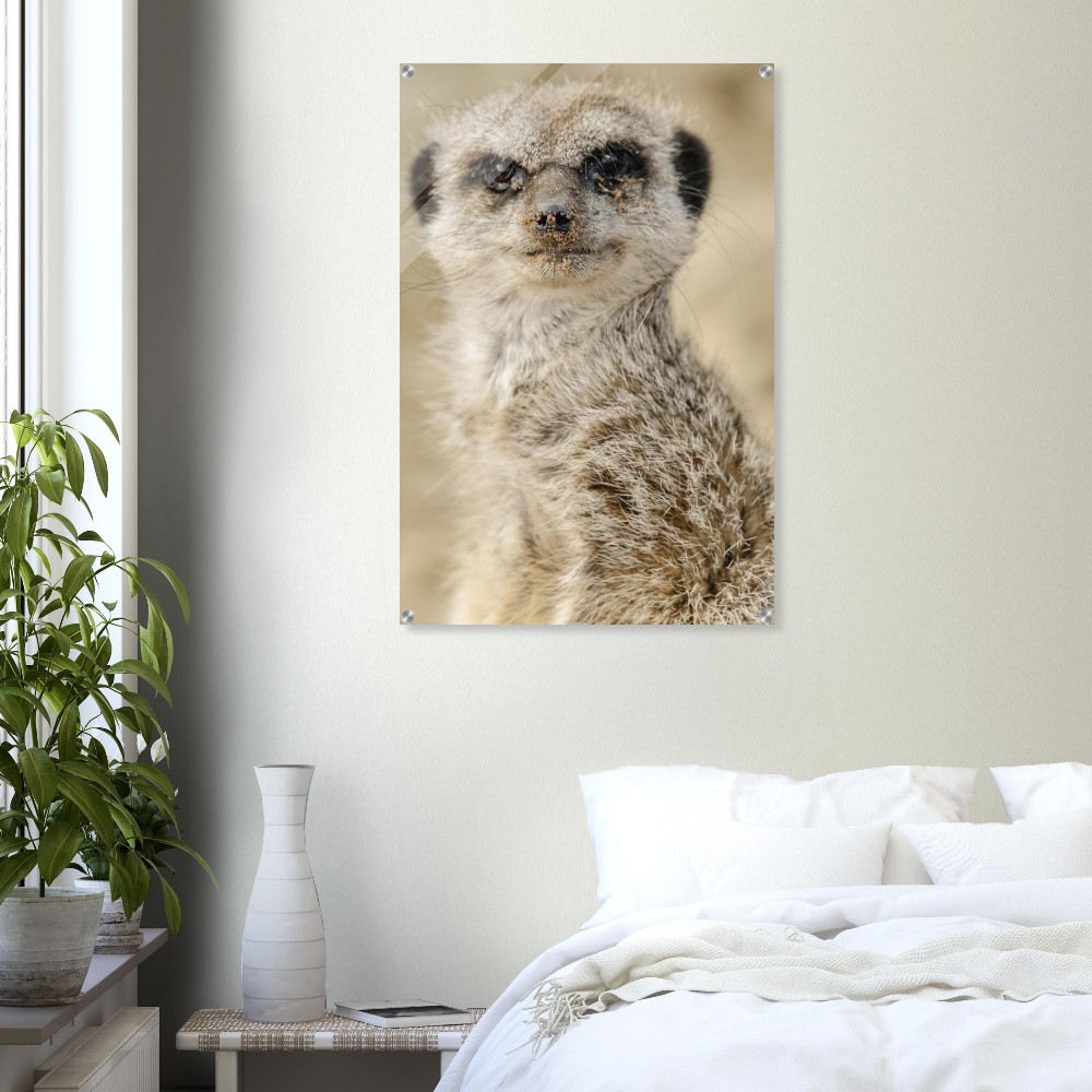Dreamy Meercat - Acrylic fine art print - Image 3
