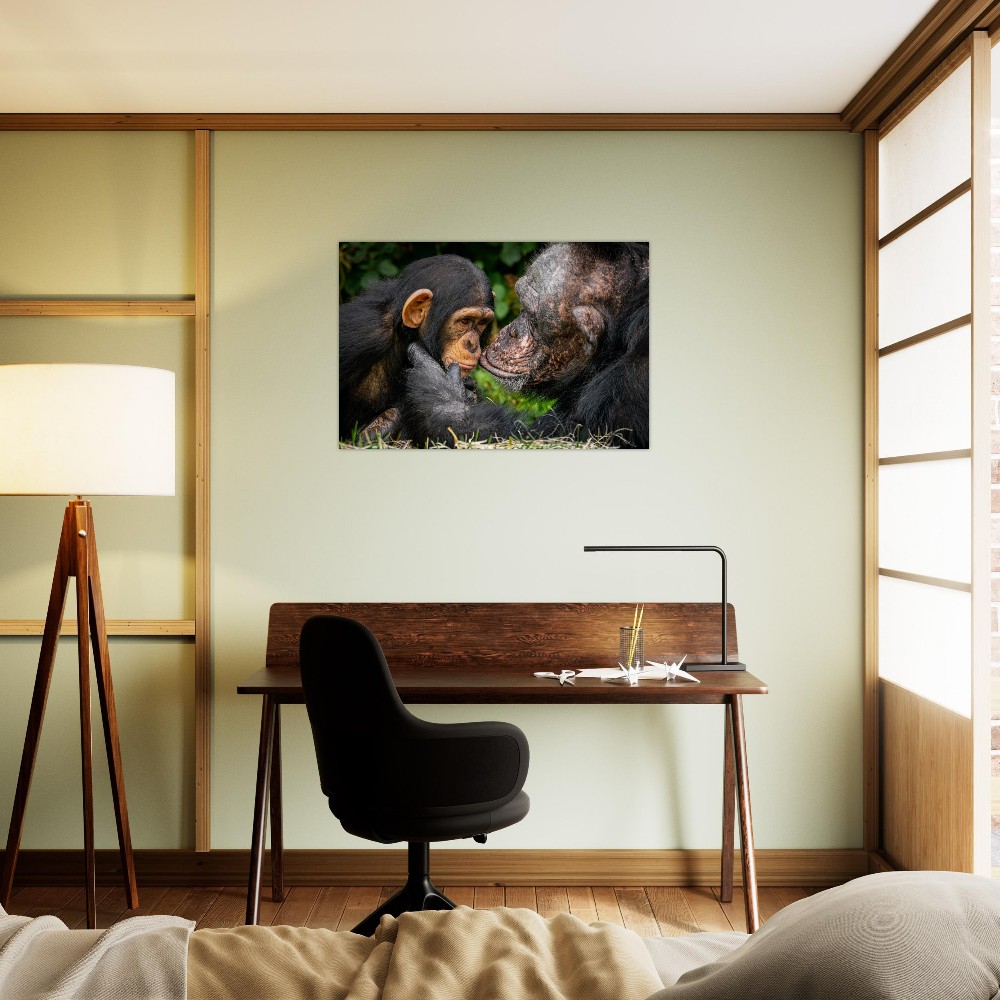 A tender Chimpanzee moment - Aluminum fine art print - Image 6