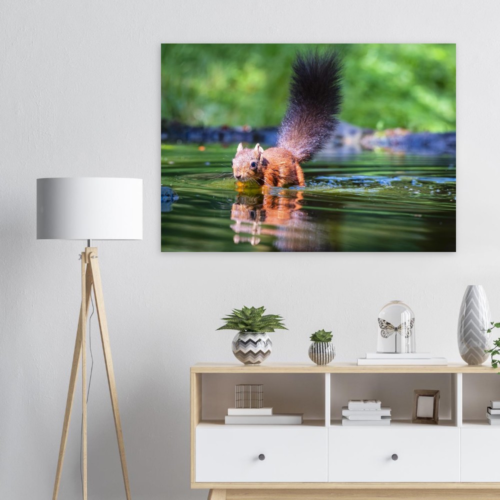Red Squirrel sun lit in water - Fine art print - Image 7