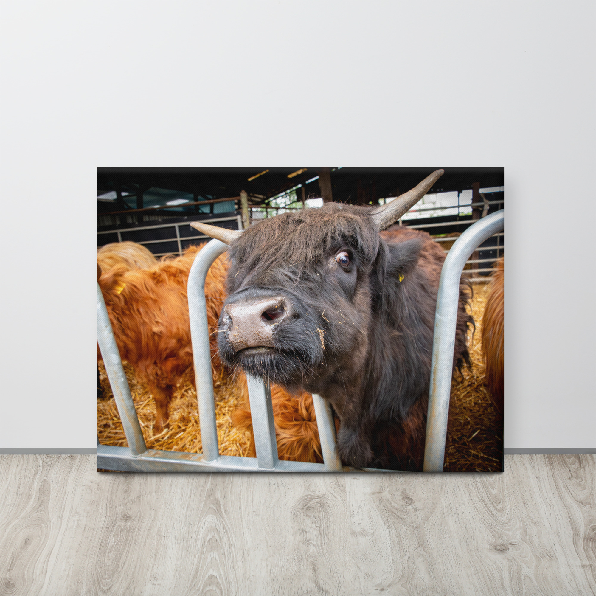 Black Highlan Cow - Thin canvas fine art print - Image 5