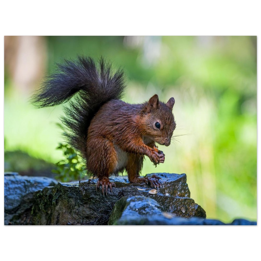 Squirrel With An Acorn - Fine Art Print - Image 22
