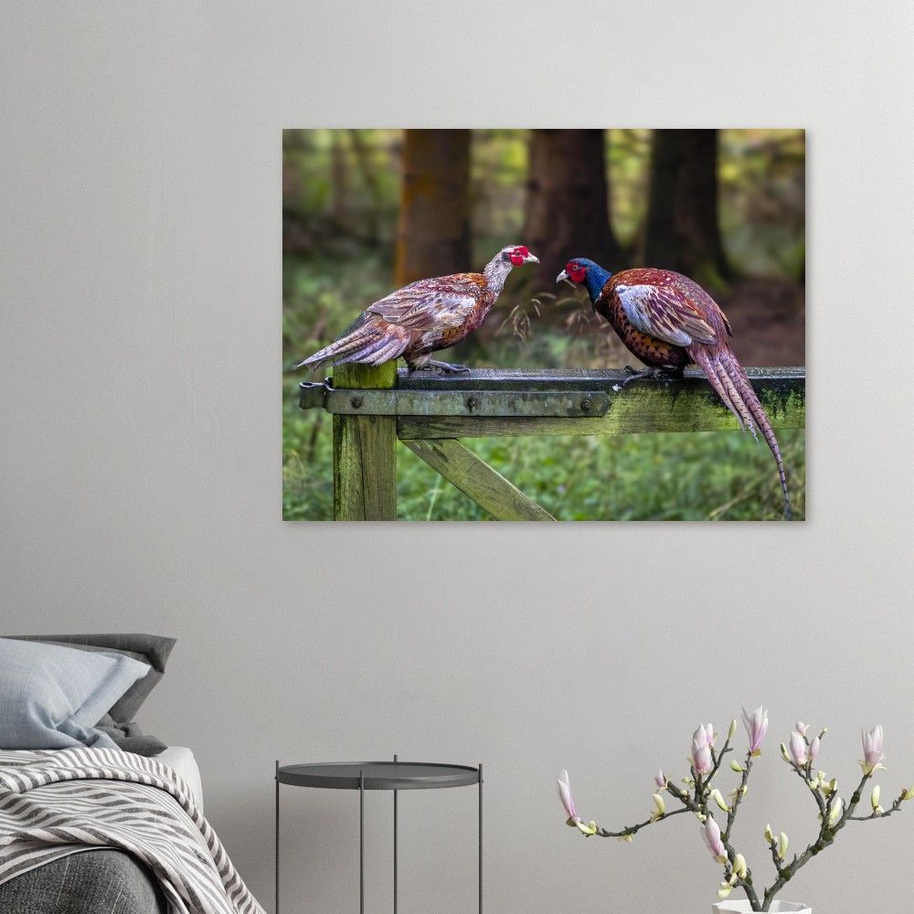 Brace Of Pheasants - Fine Art Print - Image 5