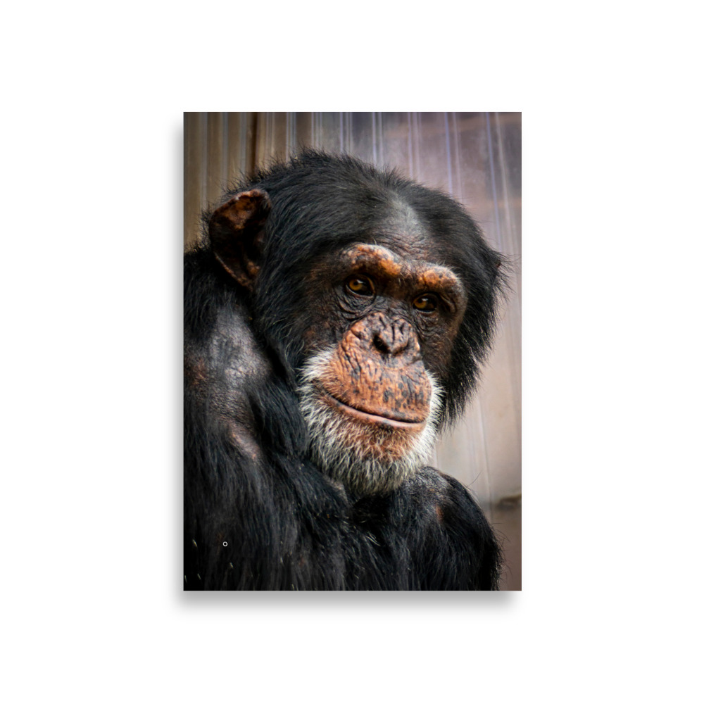 Wise old Chimpanzee - Fine art print
